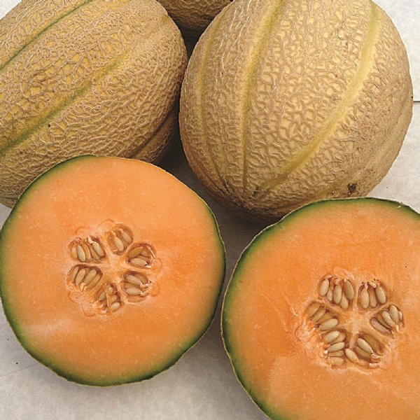 Afterglow Cantaloupe Seeds