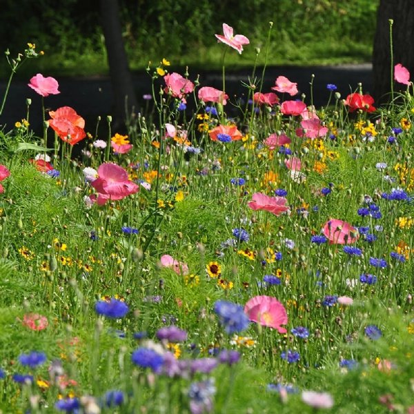 All Annual Wildflower Mix Seed