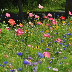 All Annual Wildflower Mix Seed