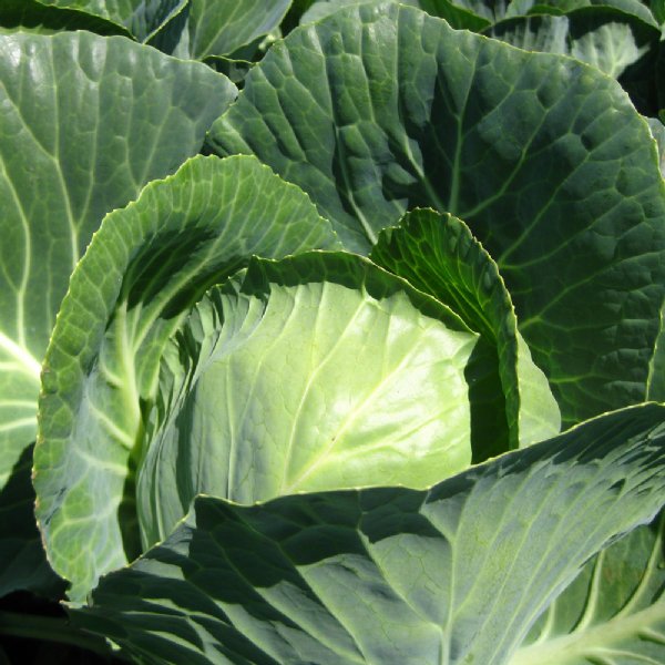 All Season Cabbage Seed