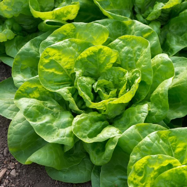 All Year Round  Lettuce Seed