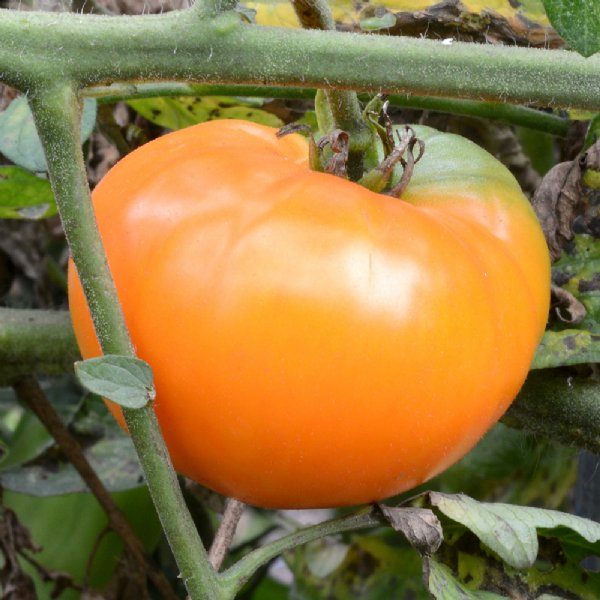 Amana Orange Tomato Seeds