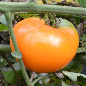 Amana Orange Tomato Seeds