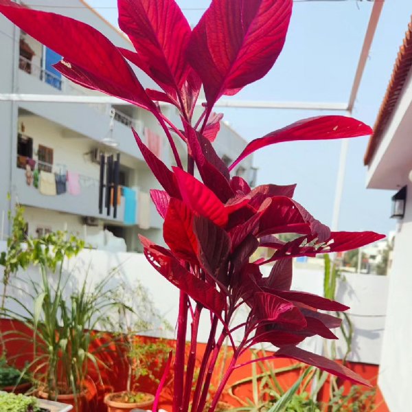 Amaranthus Red Garnet Seed