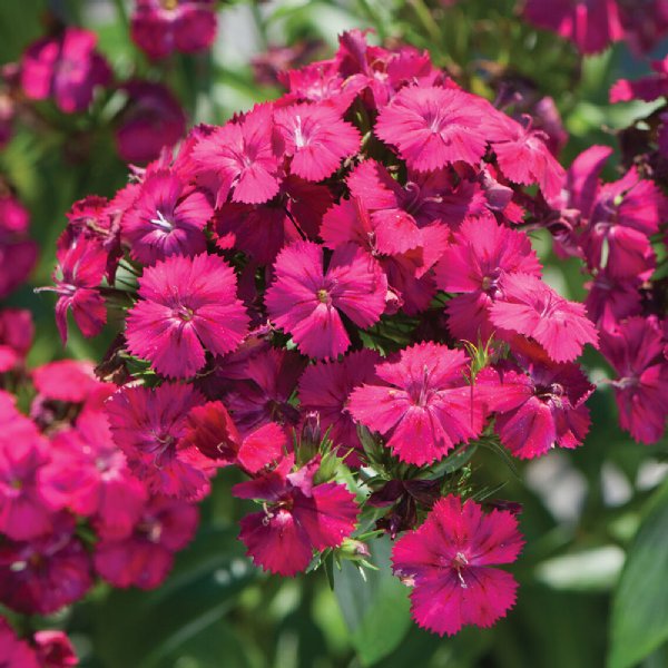 Amazon Neon Cherry Dianthus Seed