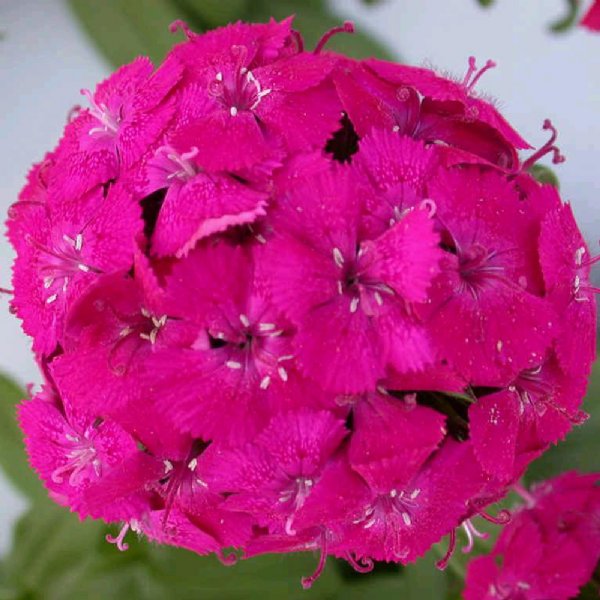 Amazon Neon Duo Dianthus Seed