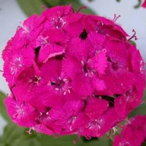 Amazon Neon Duo Dianthus Seed