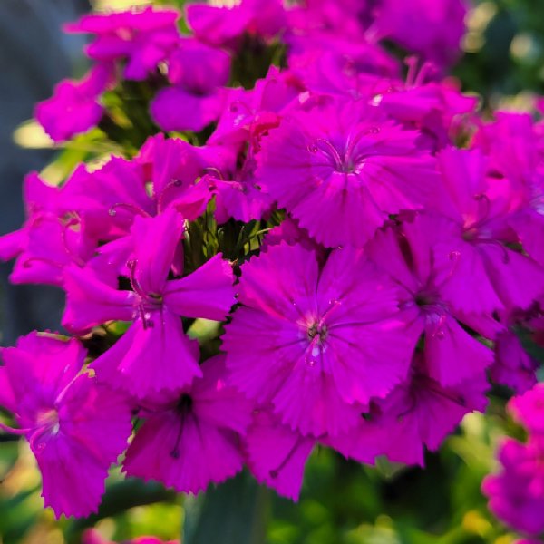 Amazon Neon Purple Dianthus Seed