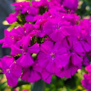 Amazon Neon Purple Dianthus Seed