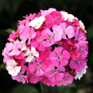 Amazon Neon Rose Magic Dianthus Seed