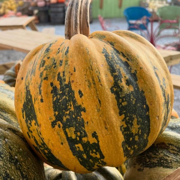 American Tondo Squash Seed