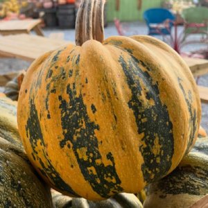 American Tondo Squash Seed