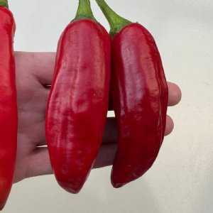 Anaheim Chili Red Pepper Seed