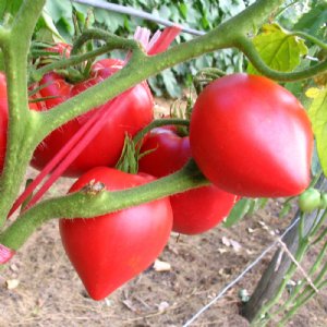 Anna Russian Tomato Seeds