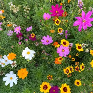 Annual Cut Flower Wildflower Mix Seed