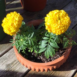 Antigua Gold Marigold Seed