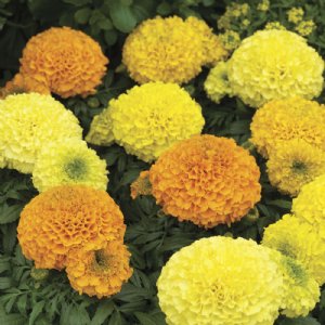 Antigua Mix Marigold Seed