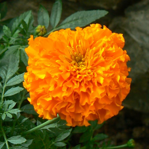 Antigua Orange Marigold Seed