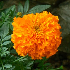 Antigua Orange Marigold Seed