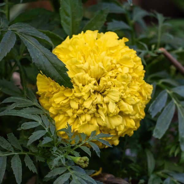 Antigua Yellow Marigold Seed