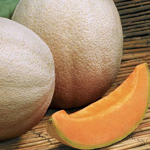 Aphrodite Cantaloupe Seeds