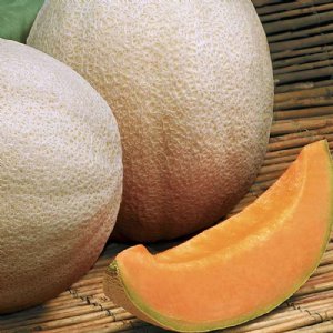 Aphrodite Cantaloupe Seeds