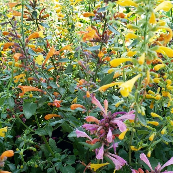 Arizona Mix Agastache Seed