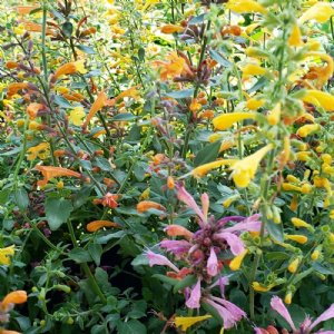 Arizona Mix Agastache Seed