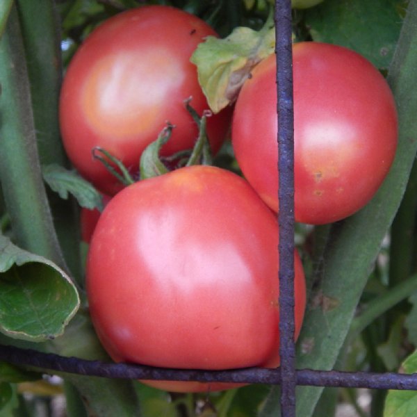 Arkansas Traveler Tomato Seeds