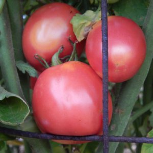 Arkansas Traveler Tomato Seeds