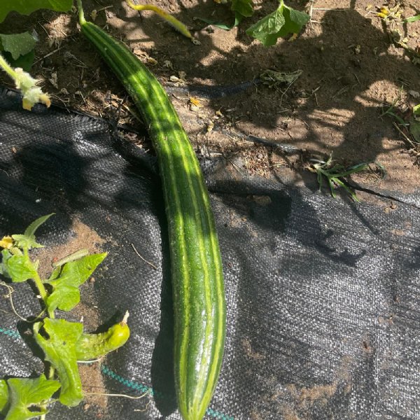 Armenian Dark Green Cucumber Seed