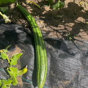 Armenian Dark Green Cucumber Seed