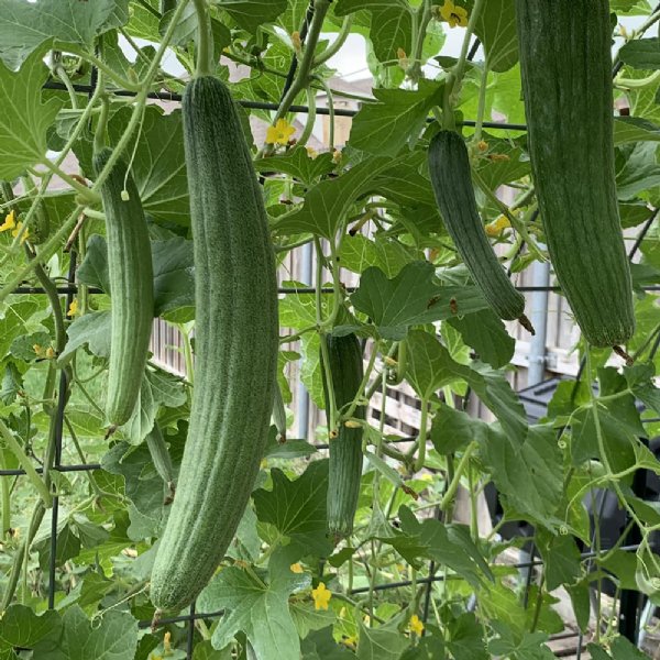 Armenian Pale Green Cucumber Seed