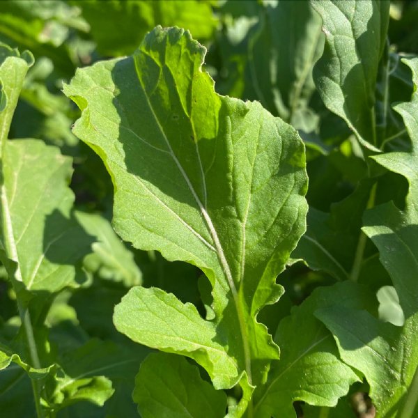 Arugula Astro Seed