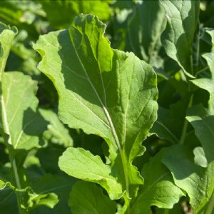 Arugula Astro Seed