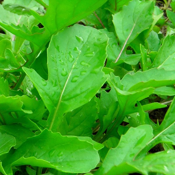 Arugula Roquette Seed