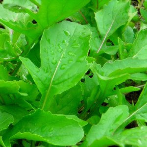 Arugula Roquette Seed