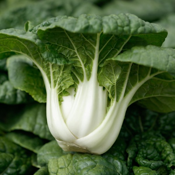 Asian Delight Cabbage Seed