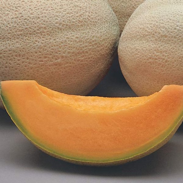 Athena Cantaloupe Seeds