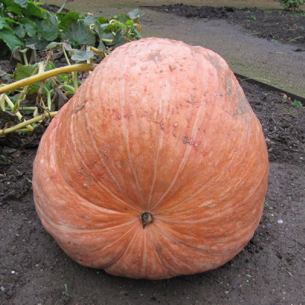 Atlantic Giant Pumpkin Seed