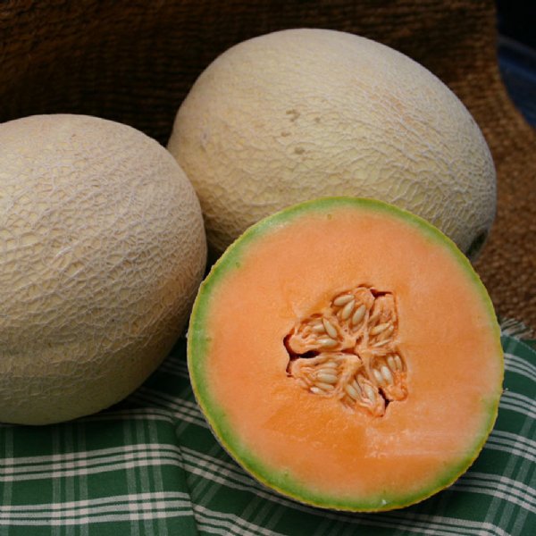 Atlantis Cantaloupe Seeds