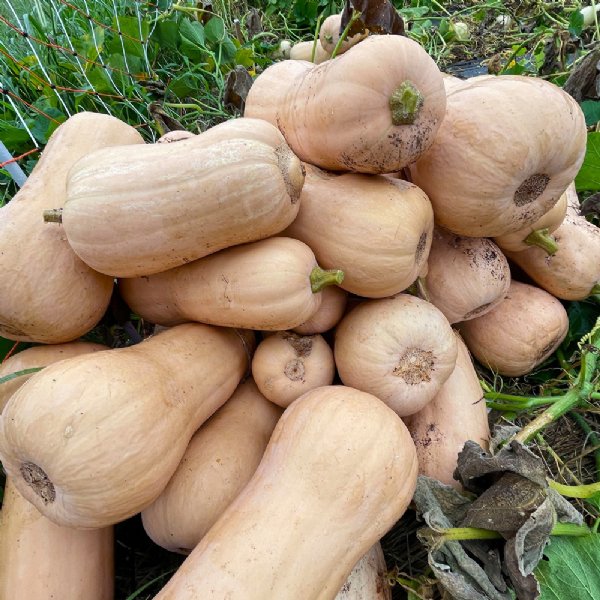 Atlas Butternut Squash Seed