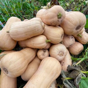 Atlas Butternut Squash Seed