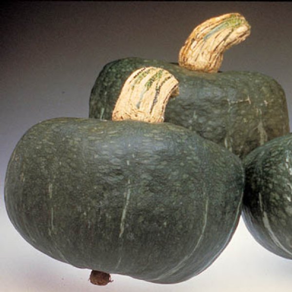 Autumn Cup Squash Seed