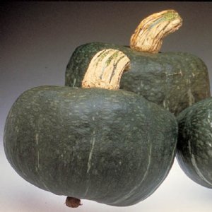 Autumn Cup Squash Seed