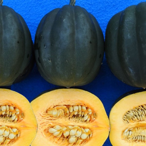 Autumn Delight Squash Seed