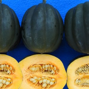 Autumn Delight Squash Seed