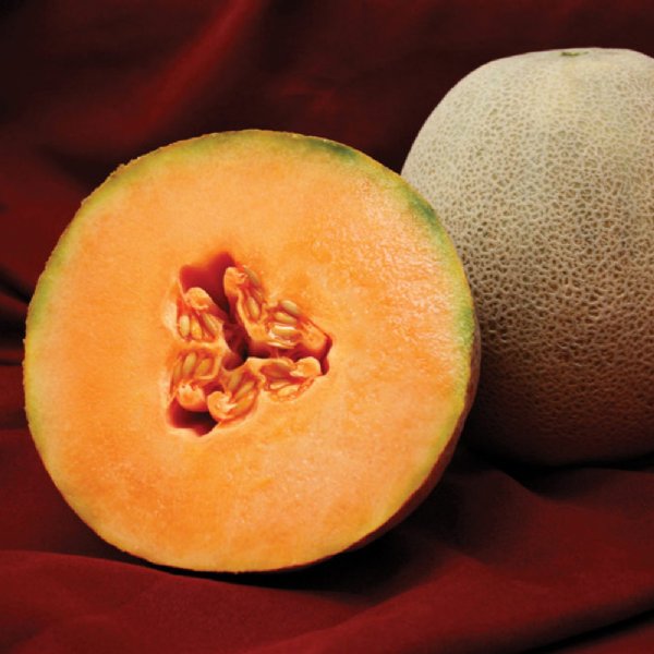 Avatar Cantaloupe Seeds