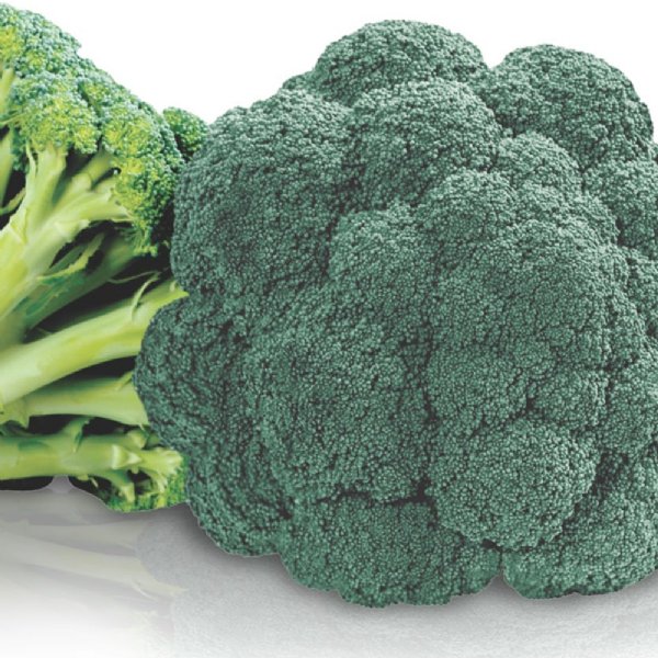 Avenger Broccoli Seed