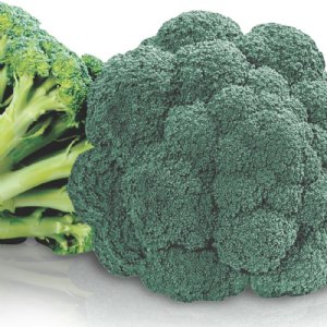 Avenger Broccoli Seed